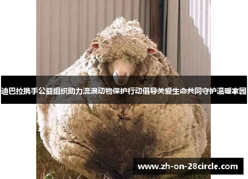 迪巴拉携手公益组织助力流浪动物保护行动倡导关爱生命共同守护温暖家园 迪巴拉携手公益组织助力流浪动物保护行动倡导关爱生命共同守护温暖家园